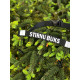 Roe Buck running belt