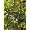 Roe Buck running belt